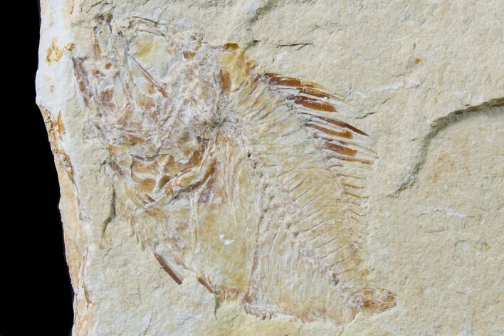 Cretaceous Fossil Fish (Stichocentrus) - Lebanon #162737